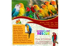 Birdman Parrot Rescue image 1
