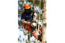 Best Bournemouth Tree Surgeons image 2