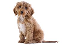 Cockapoo image 1