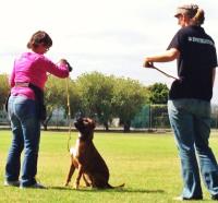 CD Dog Training image 6