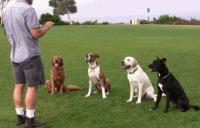 CD Dog Training image 1