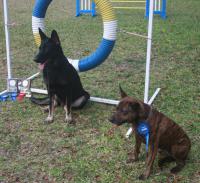 CD Dog Training image 3