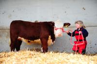 Fabb herd polled Herefords image 2