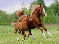 Equestrian Lifestyles image 6