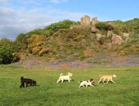 Coast & Country Canines image 9