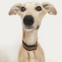 The Trendy Whippet image 3