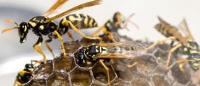 Wasp Nest Removal Hertfordshire image 1