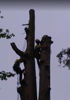Bark and Branch Tree Surgeon Manchester image 3