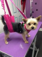 Bubbles Dog Grooming image 3