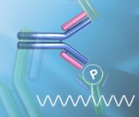 phospho-specific antibodies image 1