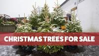 Christmas Trees For Sale image 1