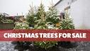 Christmas Trees For Sale logo
