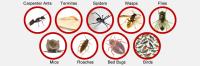 Swiftkill Pest Control image 2