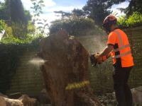 Spelthorne Tree and Garden Services image 1