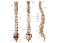 Spinal Backrack image 4