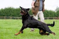 Dog Trainer Manchester image 3