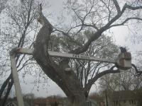 Complete Tree Services Leeds image 3