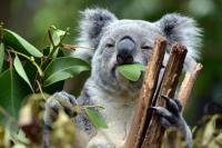 Happy Koala image 6