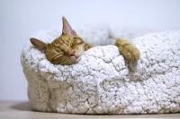 Best Cat Beds image 1