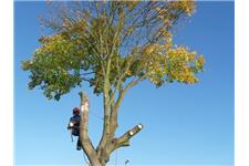 The Sussex Tree Company image 11