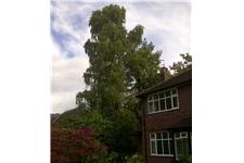 Treestyle Arboriculture and Tree Surgeons image 2