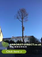 Arborist Direct Aberdeen image 4