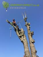 Arborist Direct Edinburgh image 3
