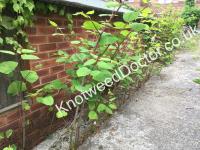 Knotweed Doctor Chester image 2
