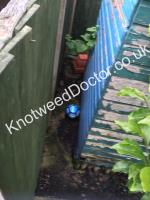 Knotweed Doctor Chester image 3