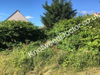 Knotweed Doctor Chester image 7