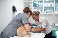 Crofts Veterinary Surgery image 3