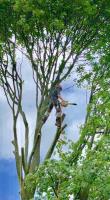 AKarb Tree Surgeons image 3