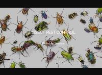  CR Pest Control image 1