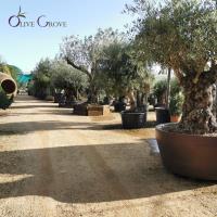 Olive Grove Oundle image 2