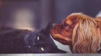 PetBond Approved Dog Breeders UK image 2