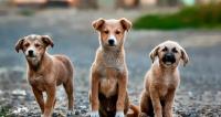 PetBond Approved Dog Breeders UK image 3