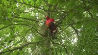 Climbers Way Tree Care image 10
