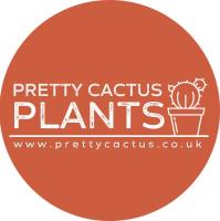 Pretty Cactus Plants image 1