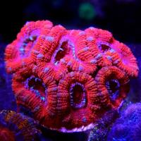 Local Corals Online image 3