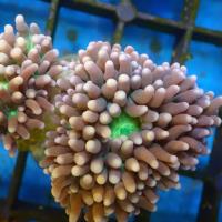 Local Corals Online image 5