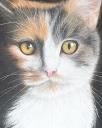 Dogrose and Catnip - Pet Portraits logo