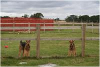 Haven Boarding Kennels & Cattery image 3
