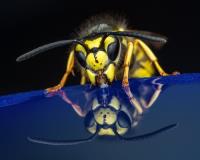 Buzzoff wasp image 1