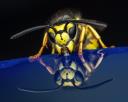 Buzzoff wasp logo