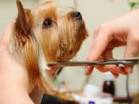 Dog Grooming for Swansea image 2