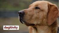 Dogitivity - Positive Puppy and Dog Training image 2