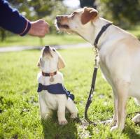 Fran Beckett Dog Trainer & Behaviorist image 1