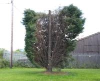 Complete Tree Surgeons Monmouth image 4