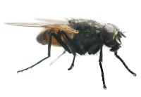 Atherton Pest Control image 5
