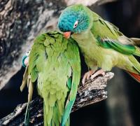 Feeding and exercising Pionus Parrots image 1